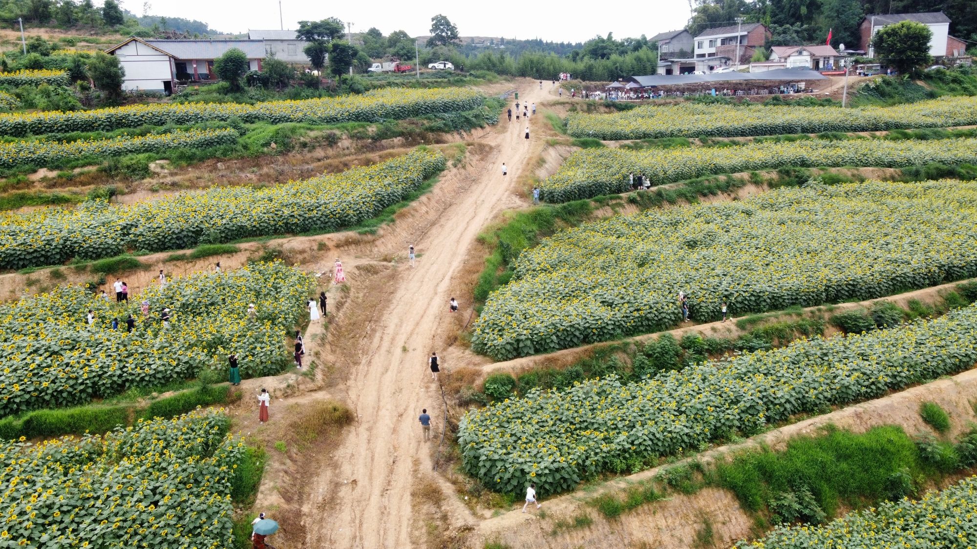 青杆坪村千亩油葵基地旅行图片 2