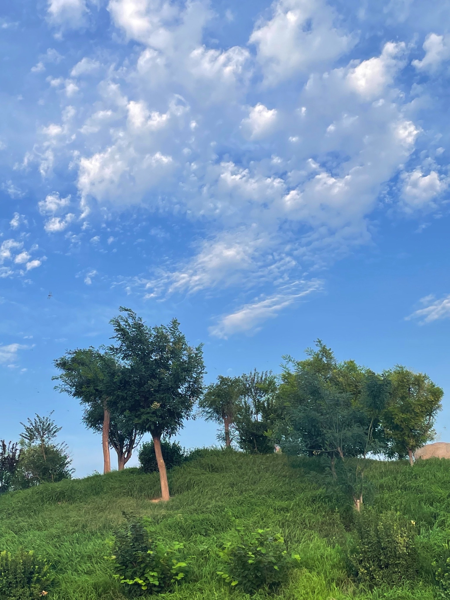 禹城花海旅行图片 1