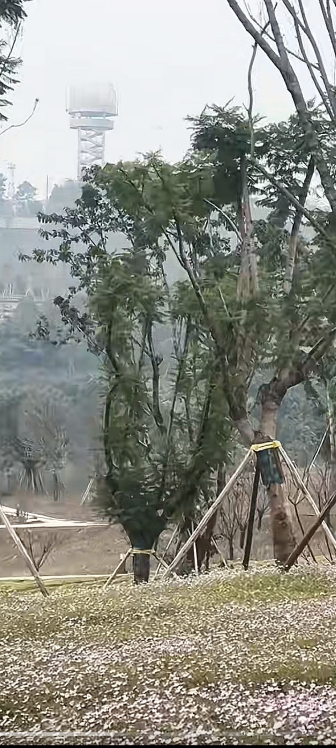 鹿山公园旅行图片 2