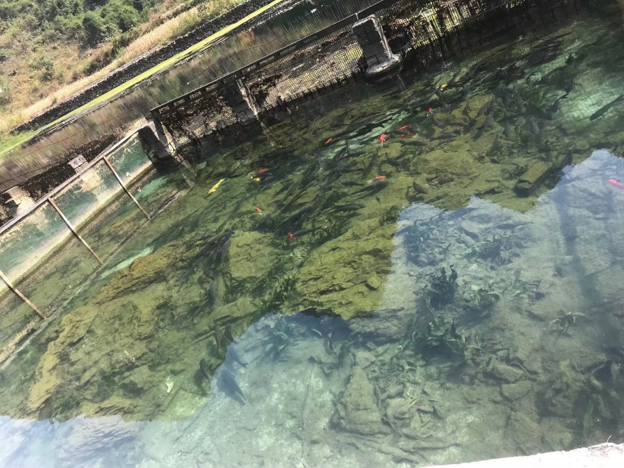 九顿六娘海菜花观景桥旅行图片 2