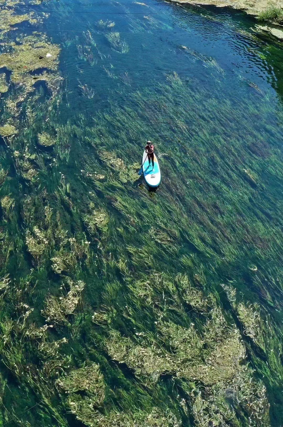 九顿六娘海菜花观景桥旅行图片 2