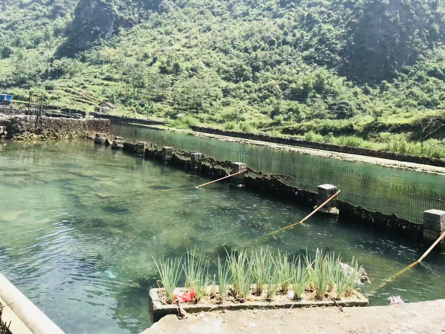 九顿六娘海菜花观景桥旅行图片 2