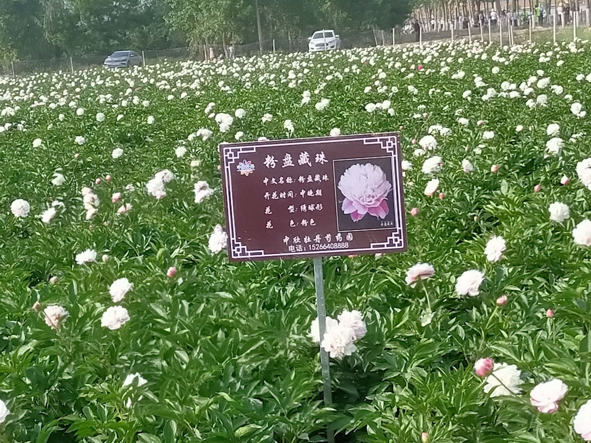 菏泽市东新农场农业科技示范基地