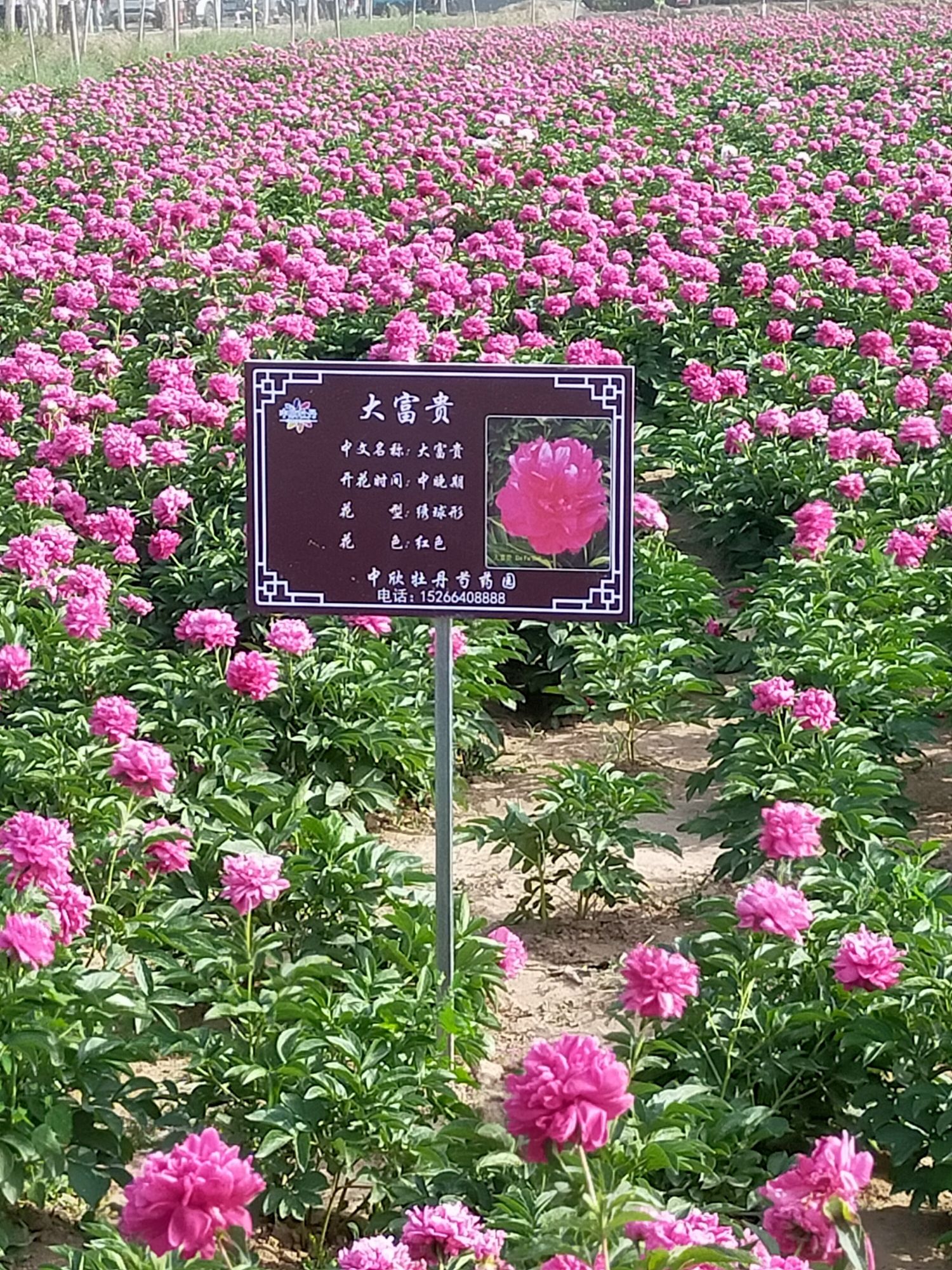 菏泽市东新农场农业科技示范基地