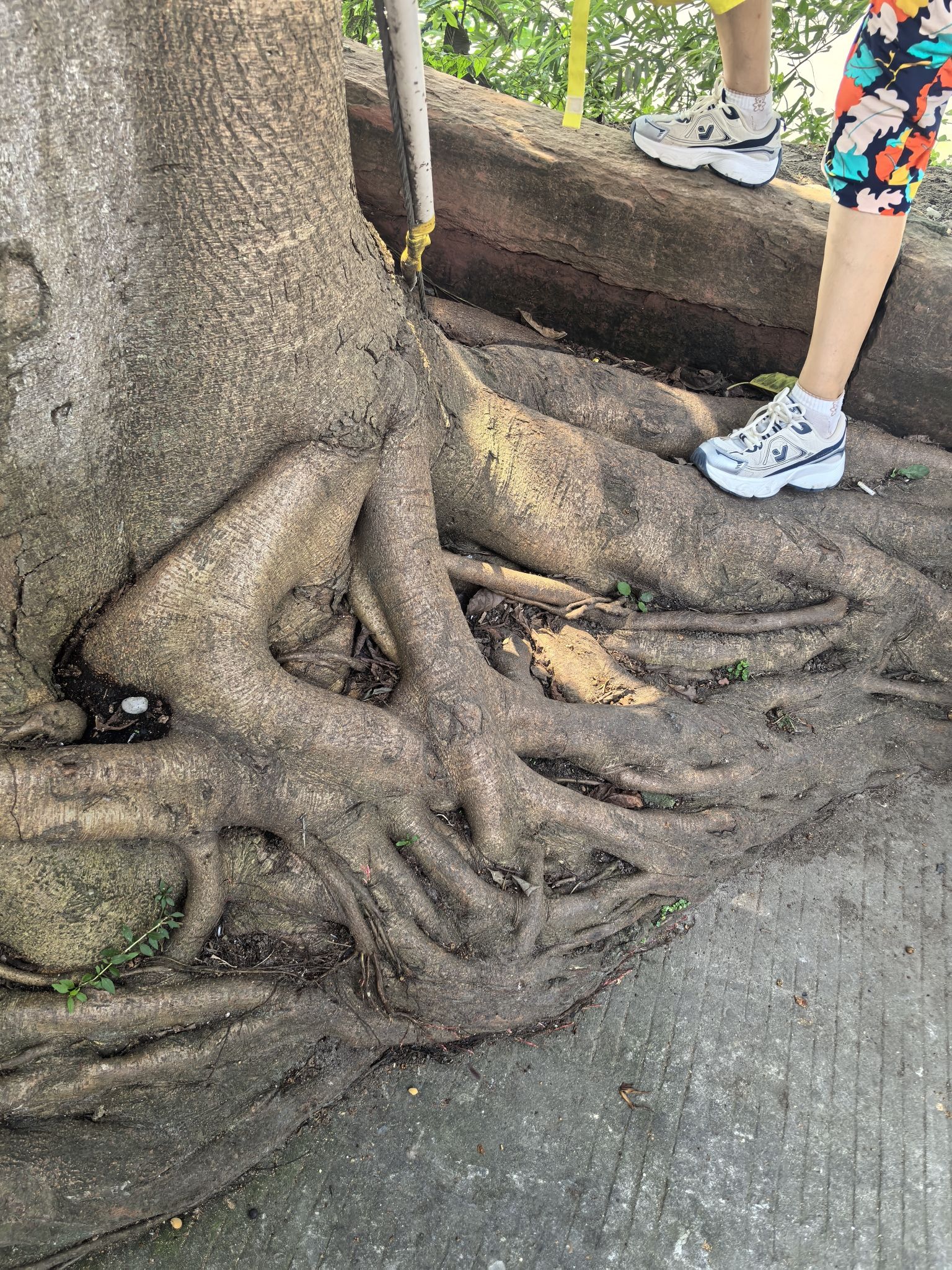 太平古街旅行图片 3