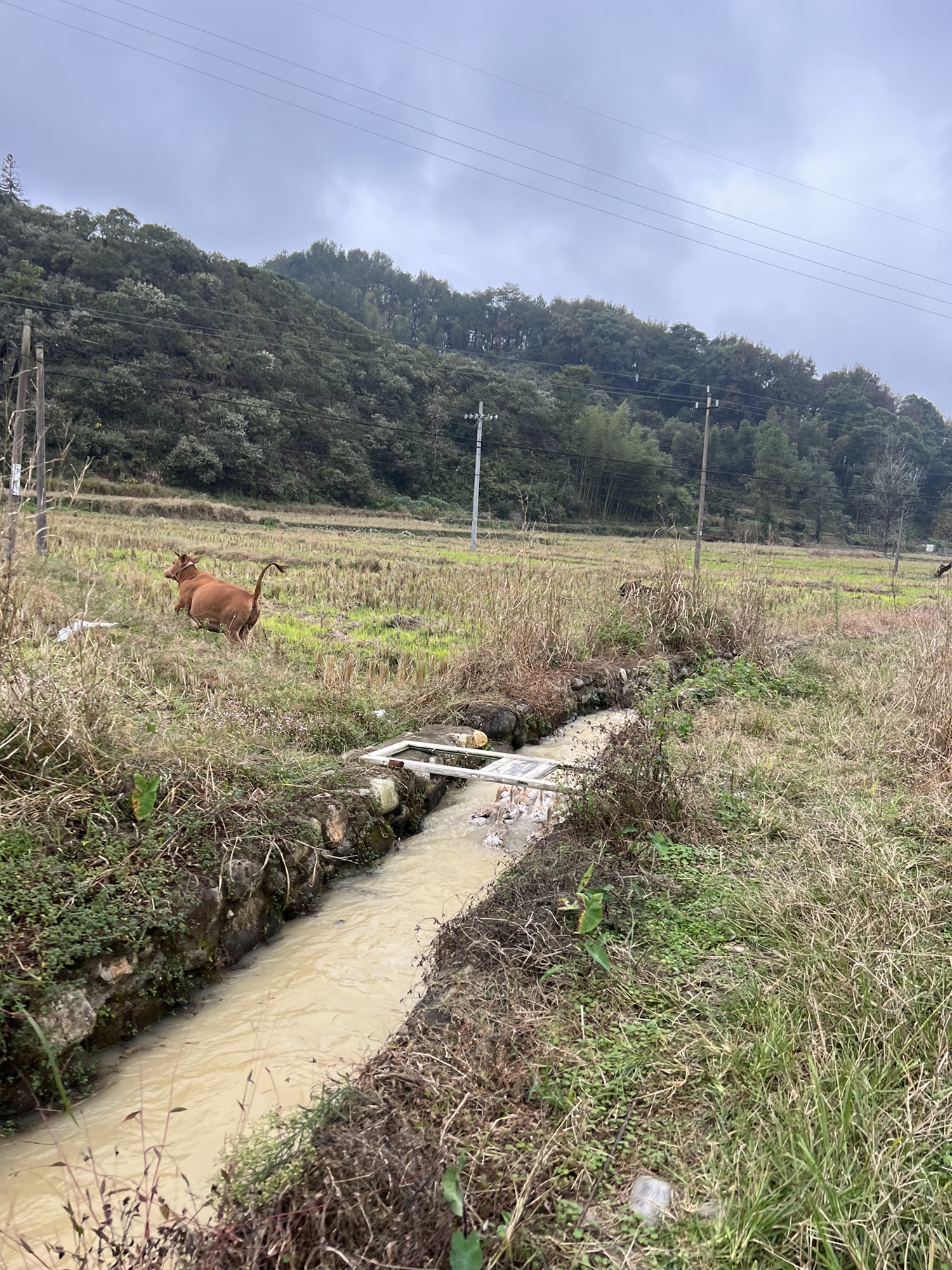 彭坊鱼鳞坝旅行图片 2