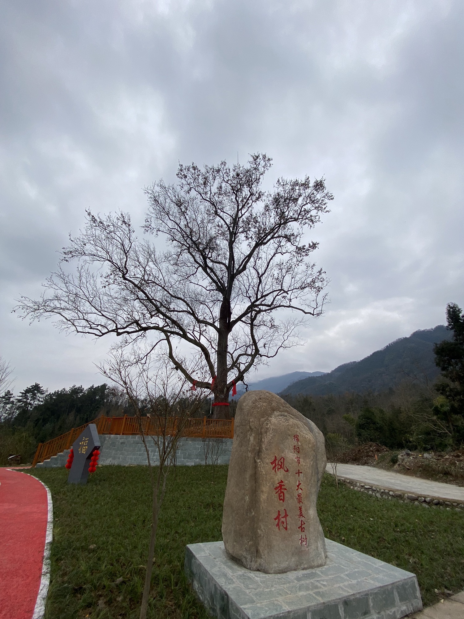 枫香树旅行图片 3