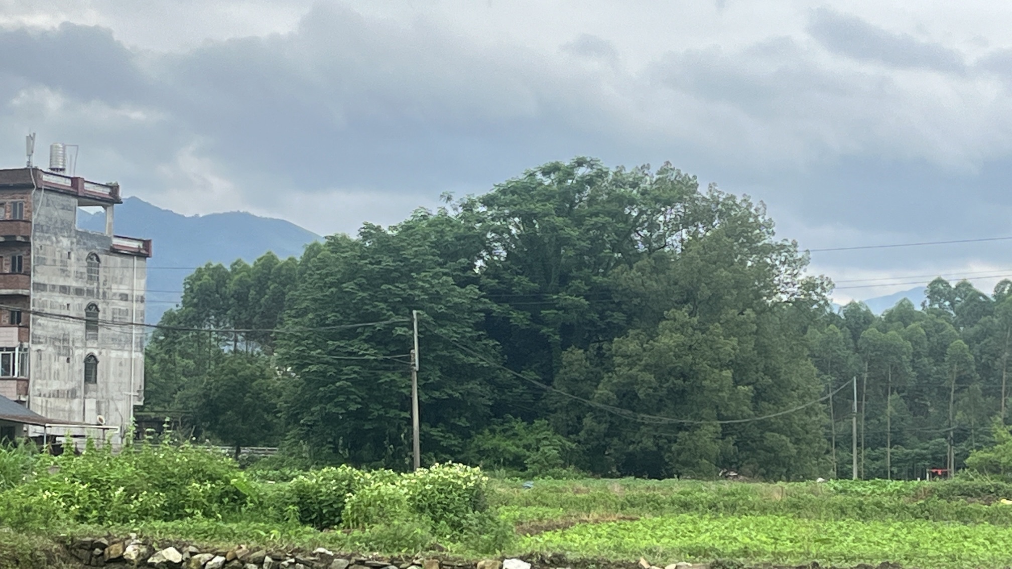 梁屋大樟树旅行图片 1