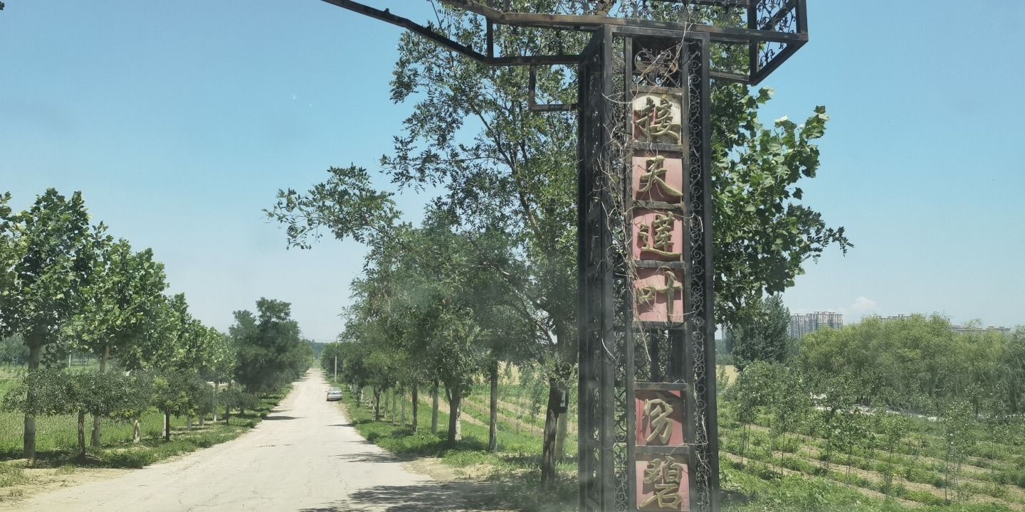 荷花观赏园旅行图片 1