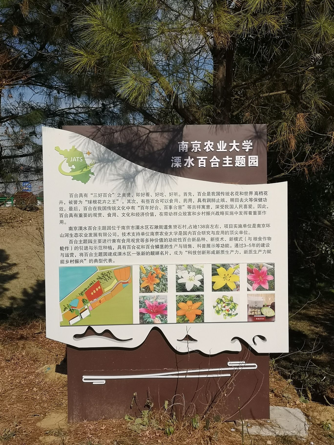 百合园旅行图片 2
