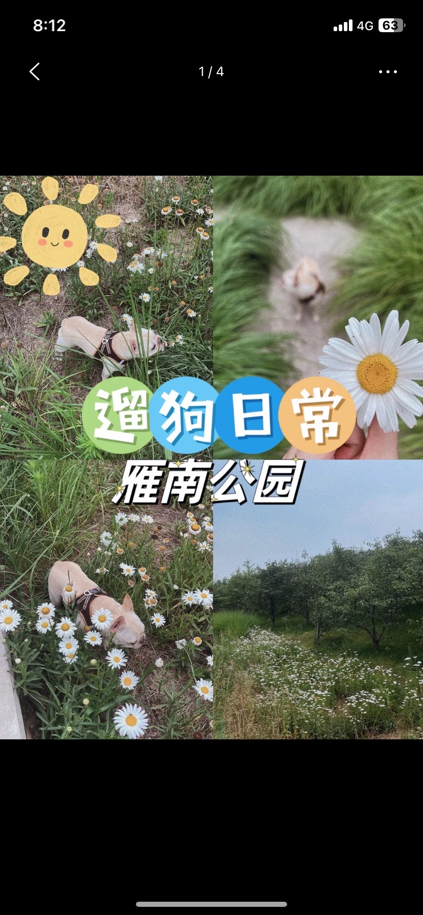 温州市平阳县南雁镇笠湖村宠物竞技公园旅行图片 3
