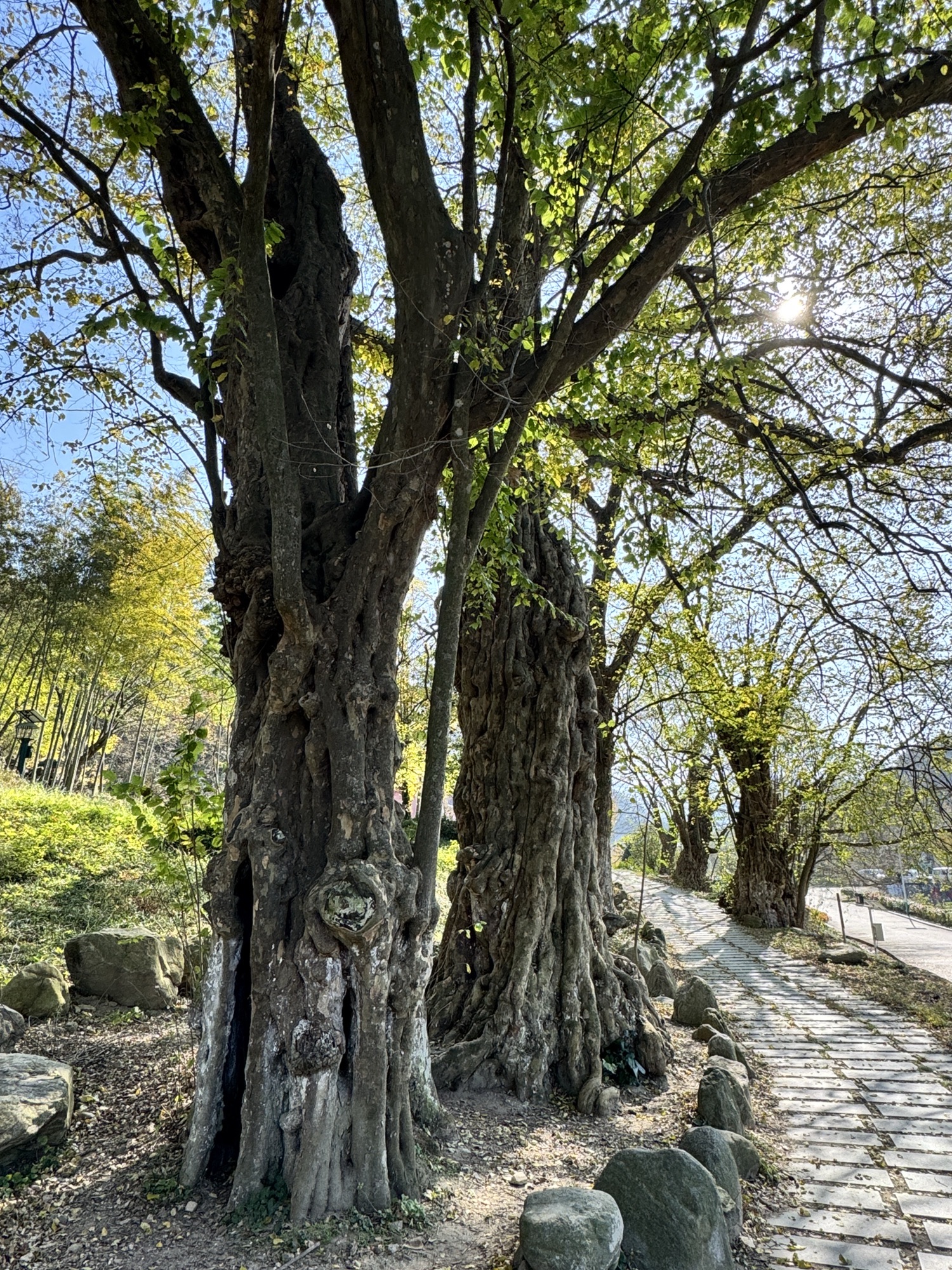 十二檀古树群旅行图片 3