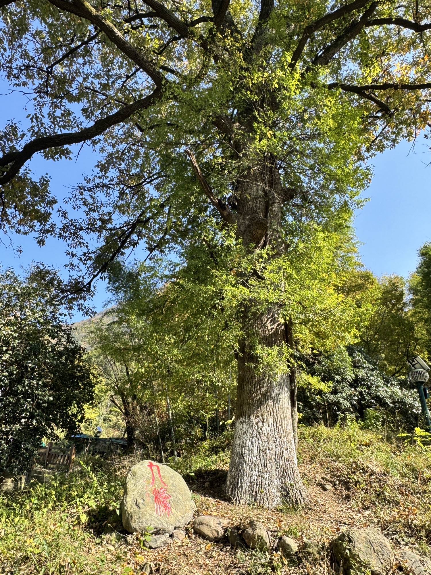 十二檀古树群旅行图片 1