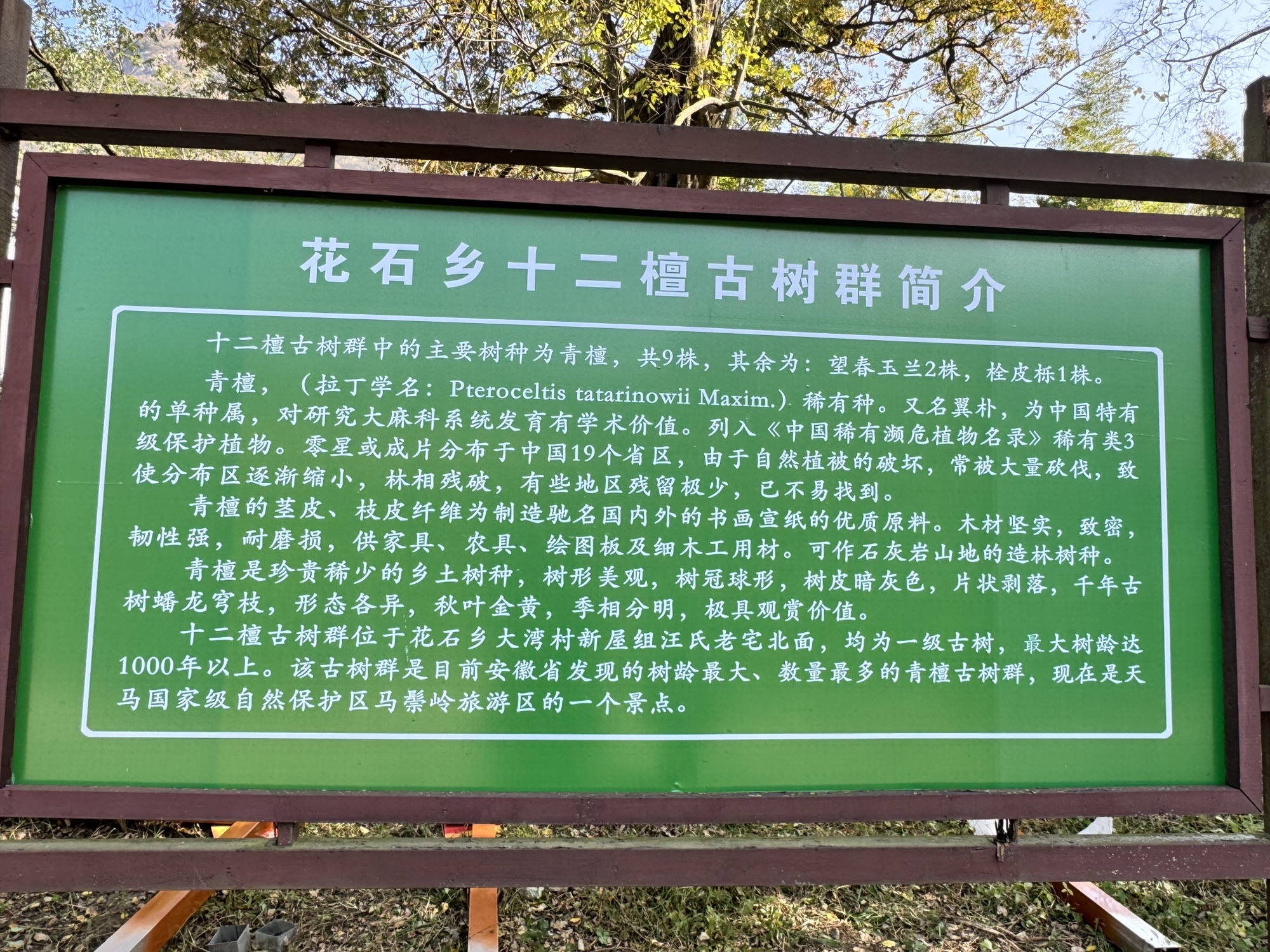 十二檀古树群旅行图片 2