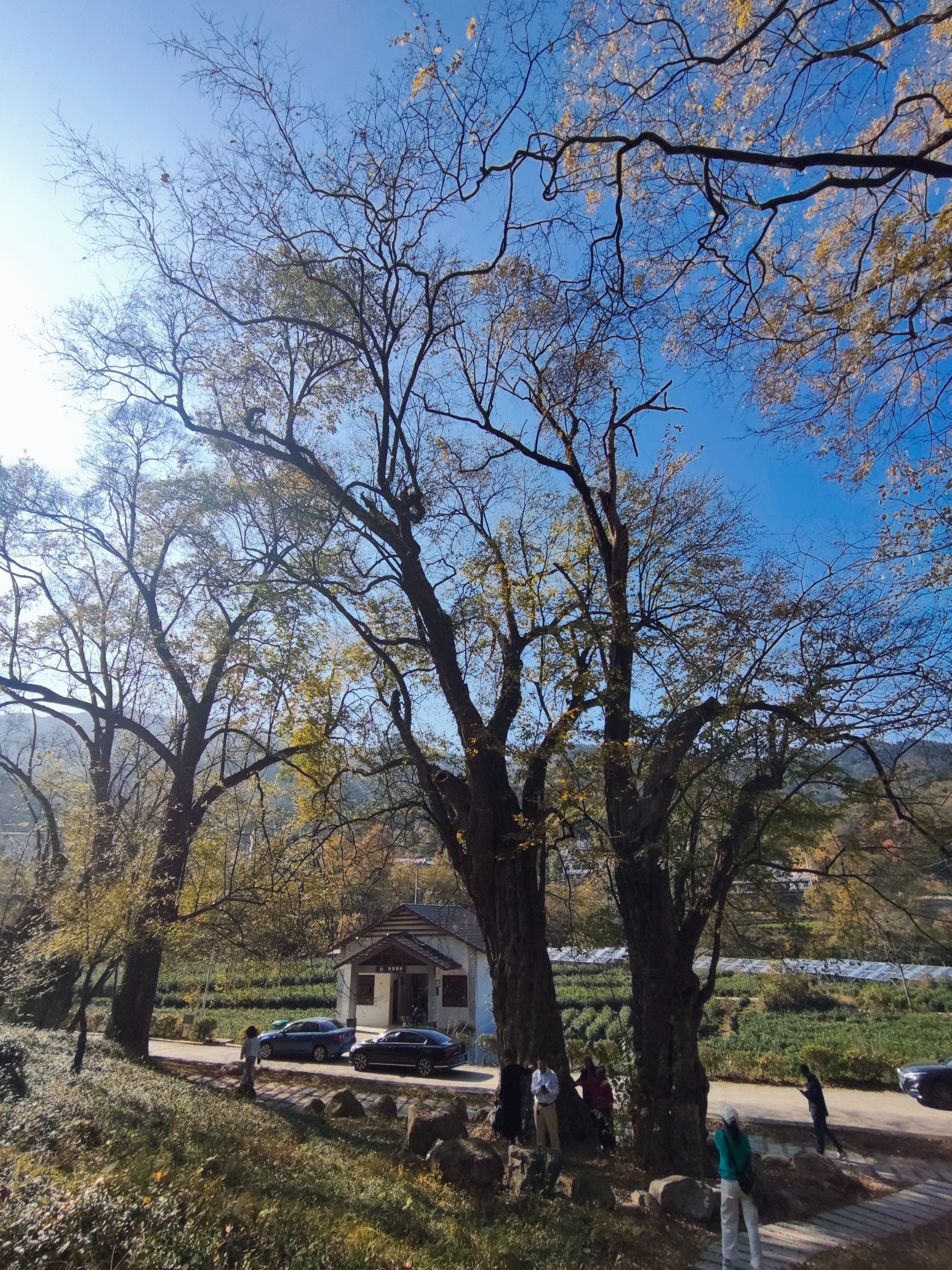 十二檀古树群旅行图片 1