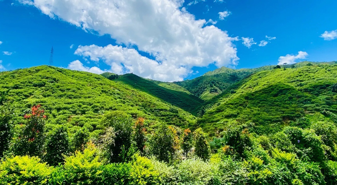 双合李花谷旅行图片 1
