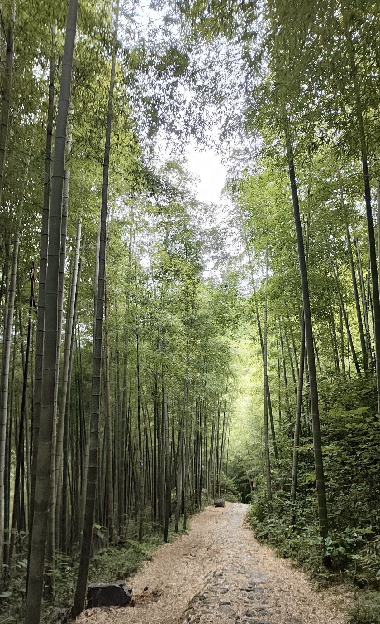 章里古道旅行图片 1