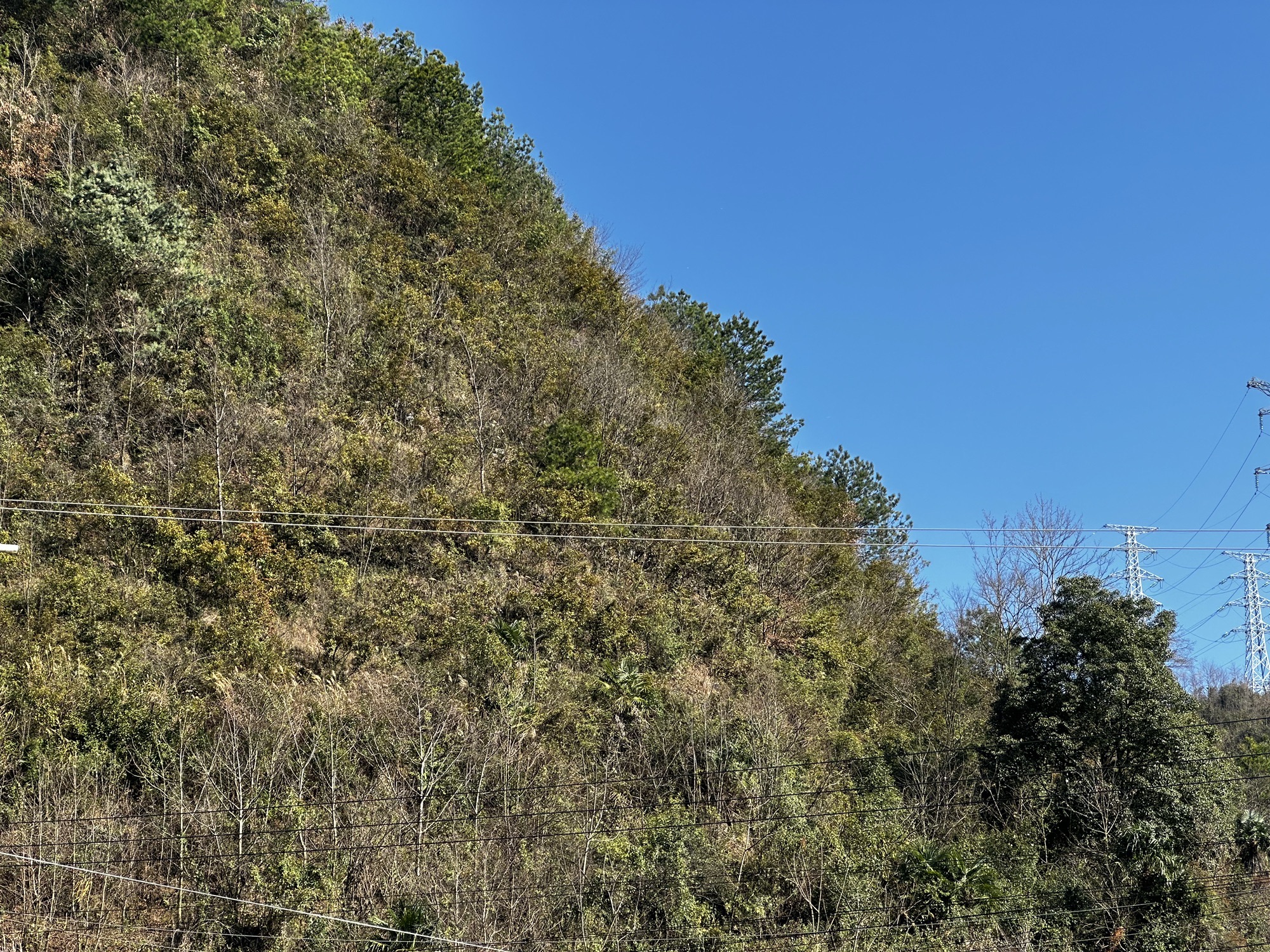 白云区青岗林旅行图片 1