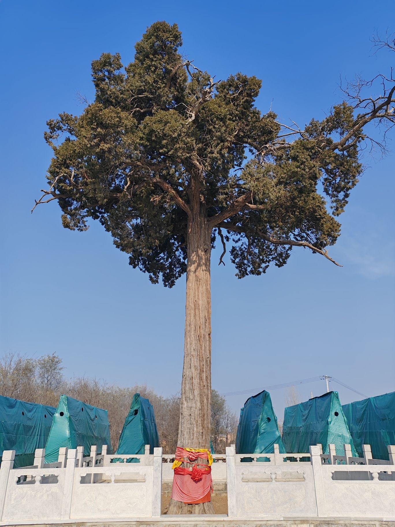 侯冢古柏旅行图片 1