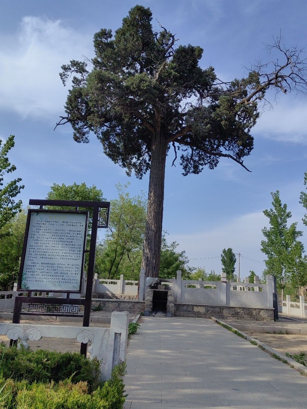 侯冢古柏旅行图片 1