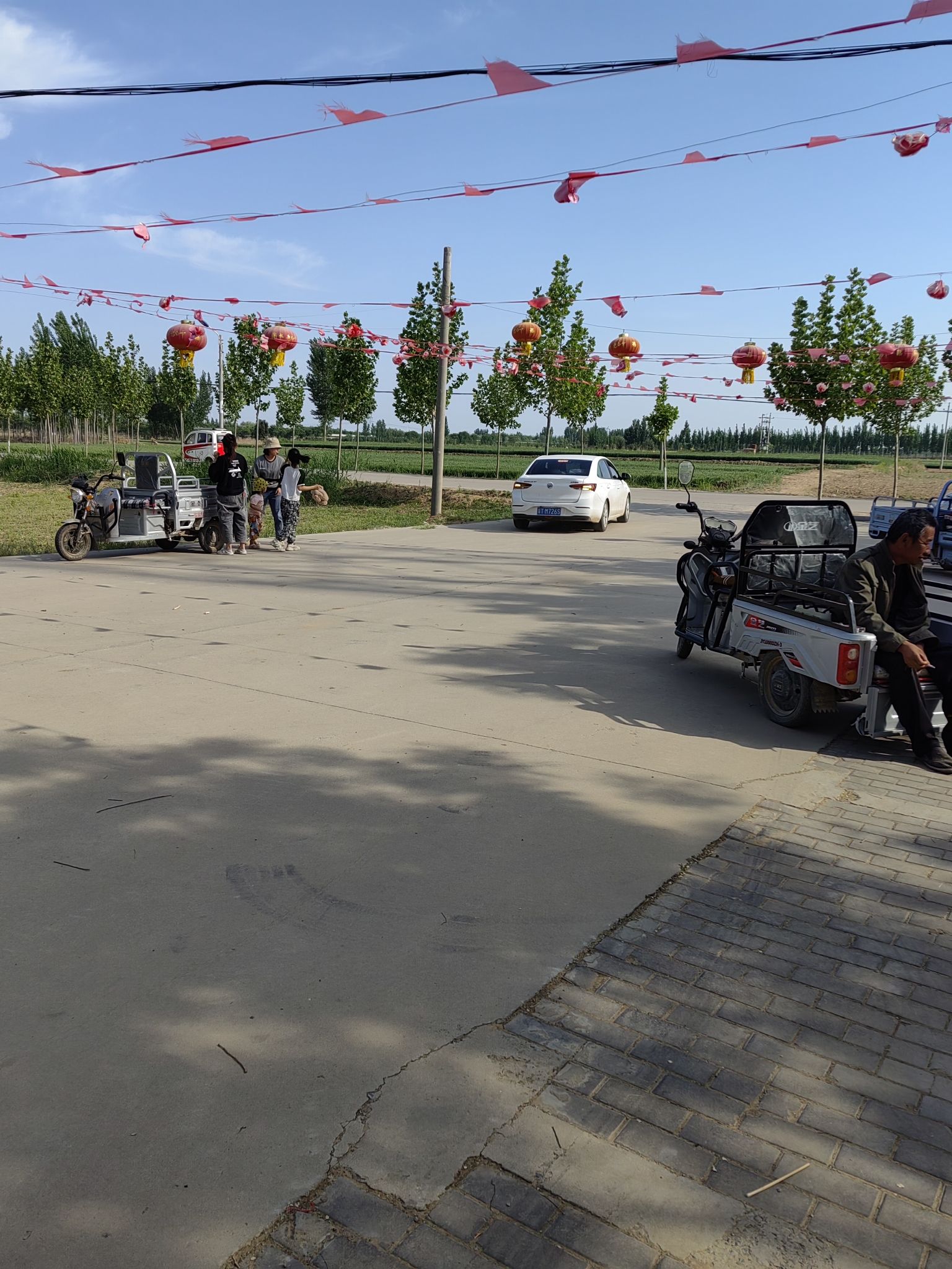 侯冢古柏旅行图片 3