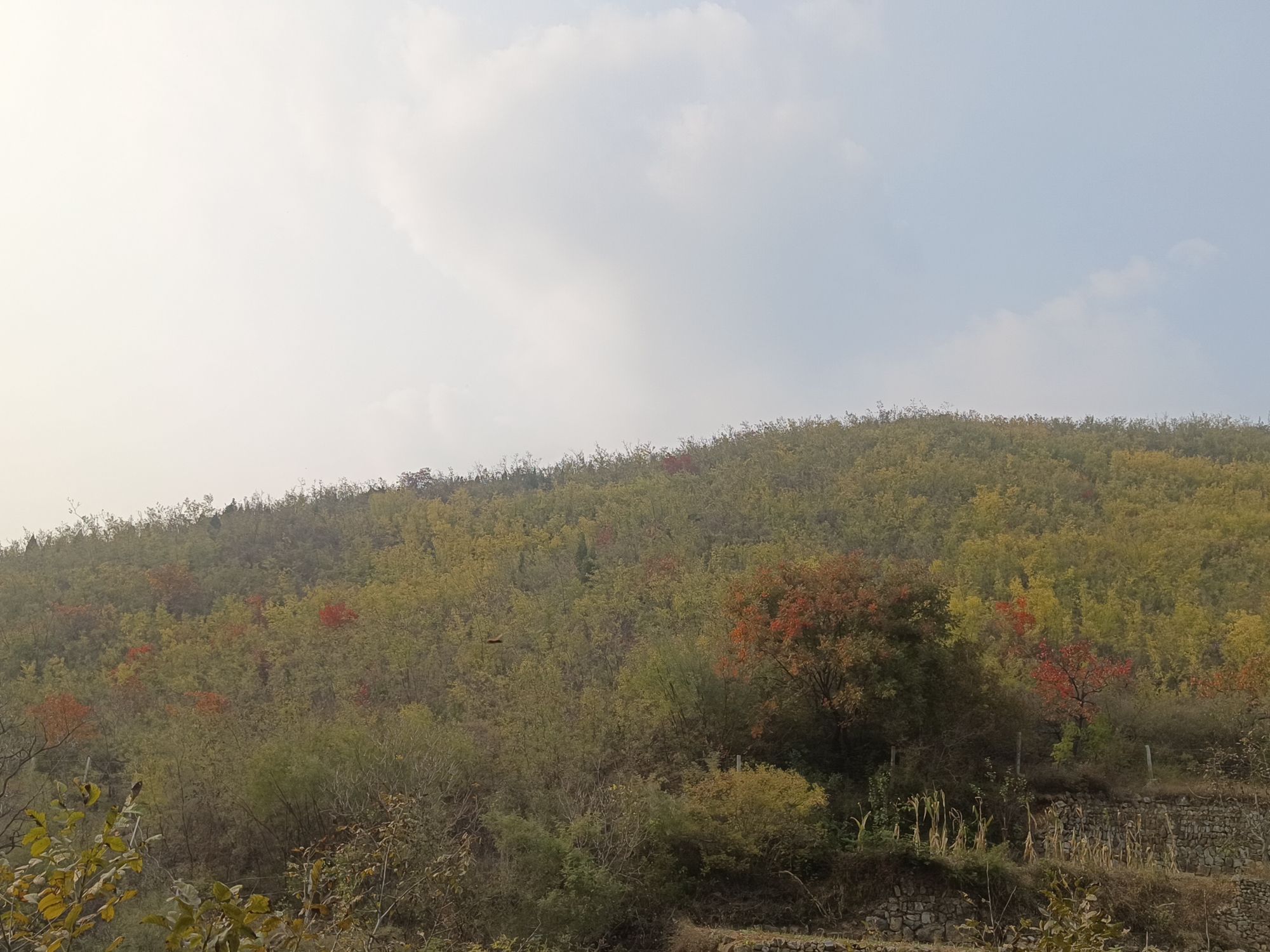 焦作猫岔村旅行图片 3