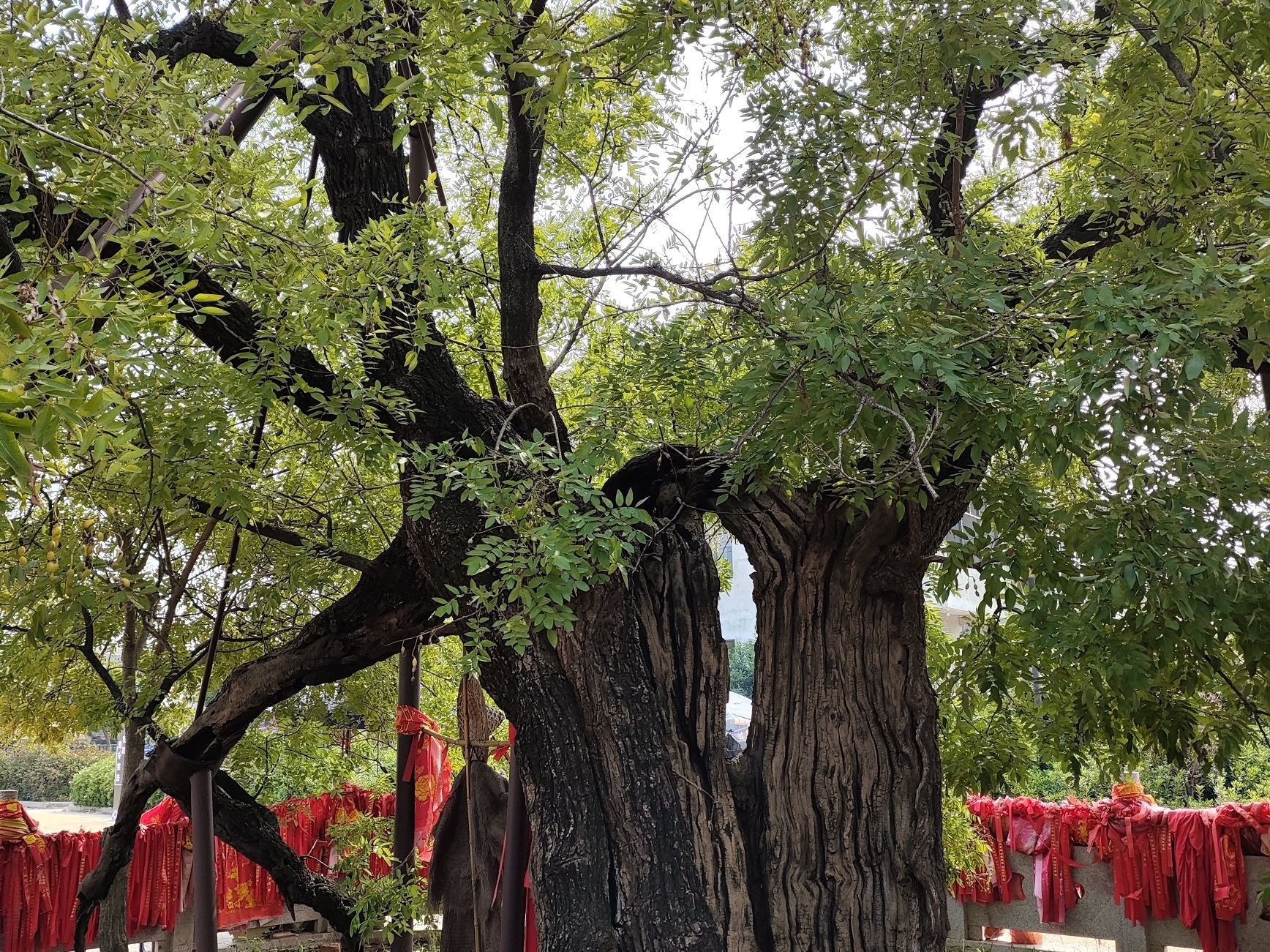 马厂老槐树旅行图片