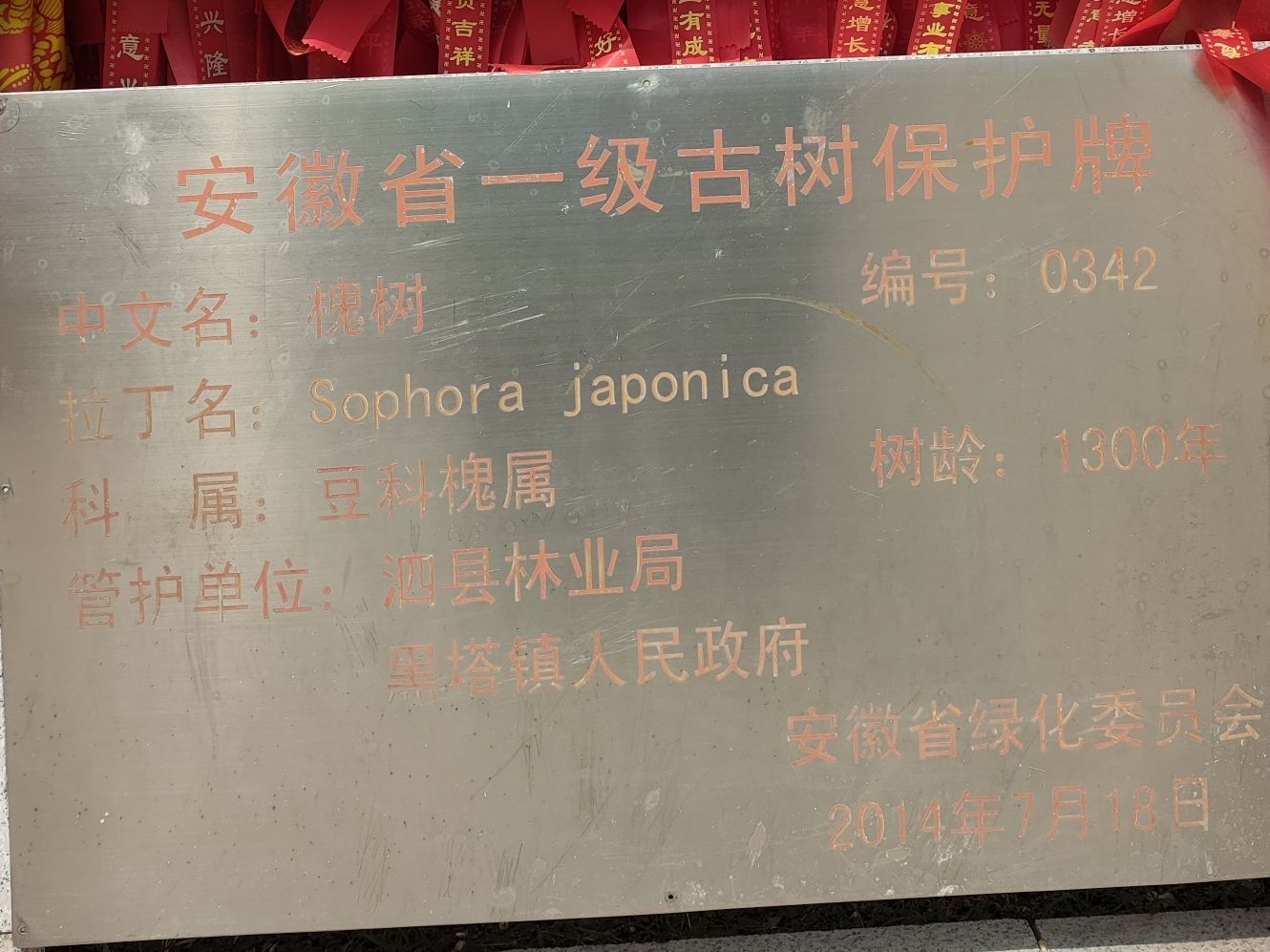 马厂老槐树旅行图片 2