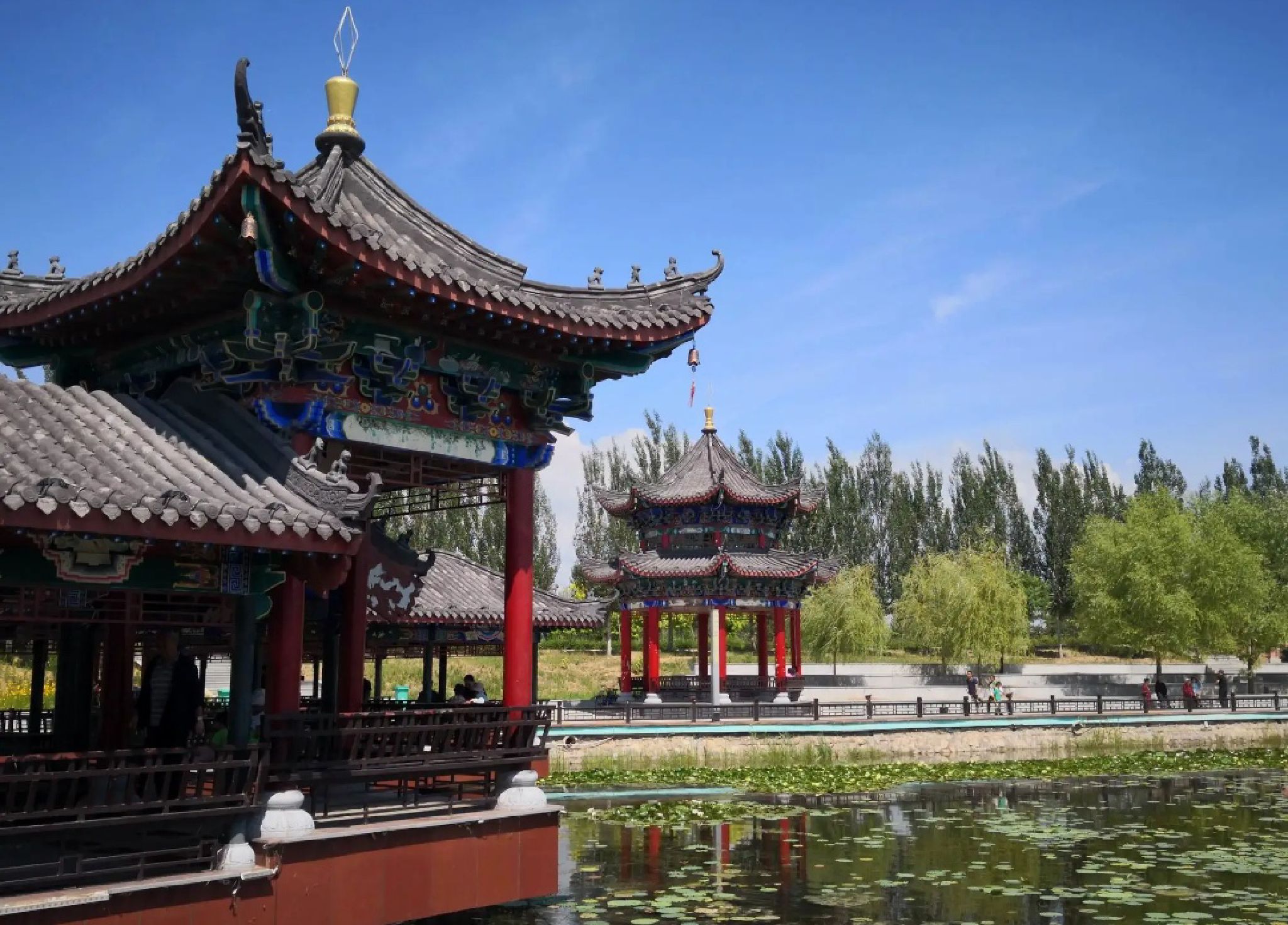 赵林阳禅意荷花池旅行图片 1