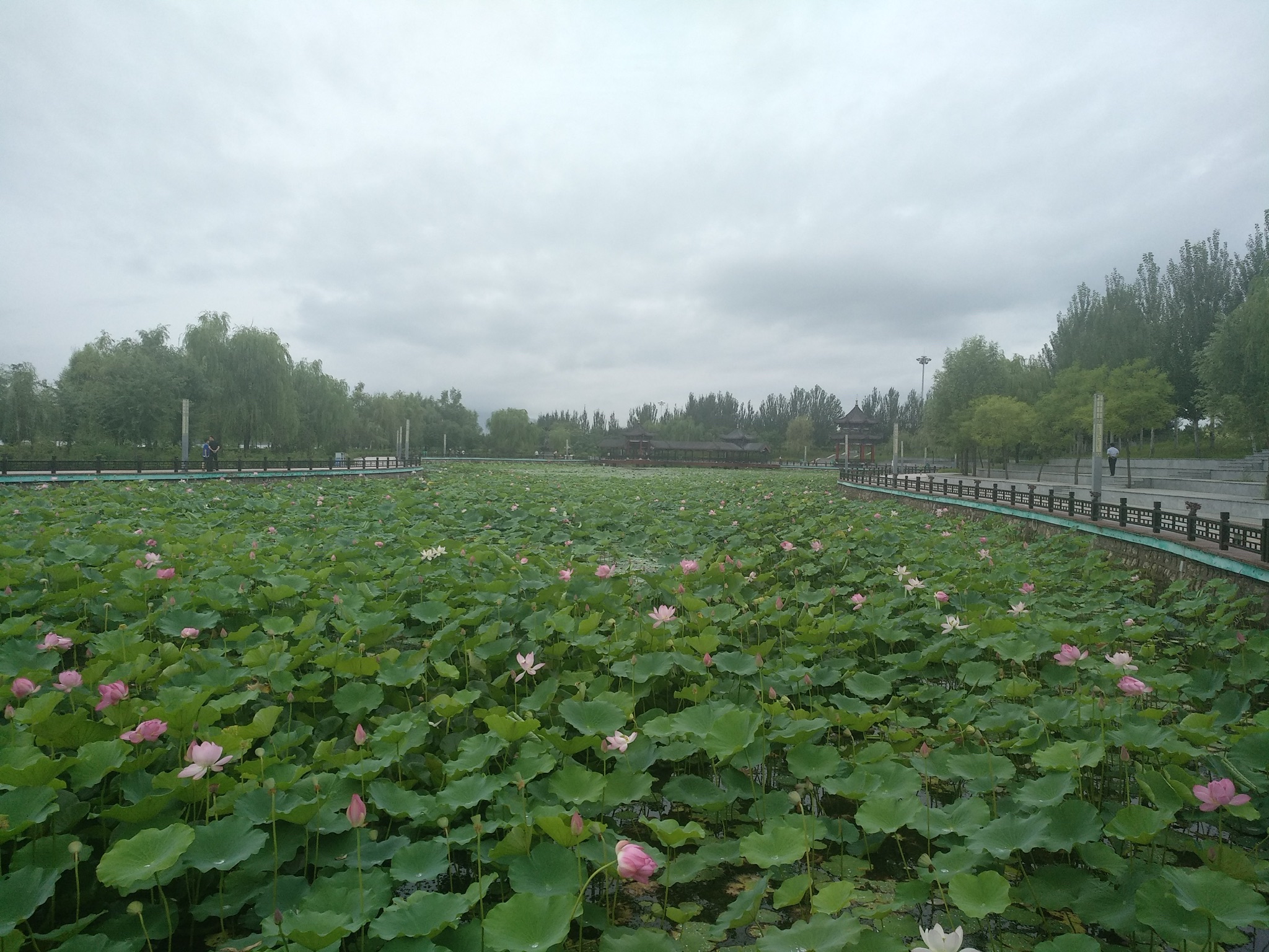赵林阳禅意荷花池旅行图片 1