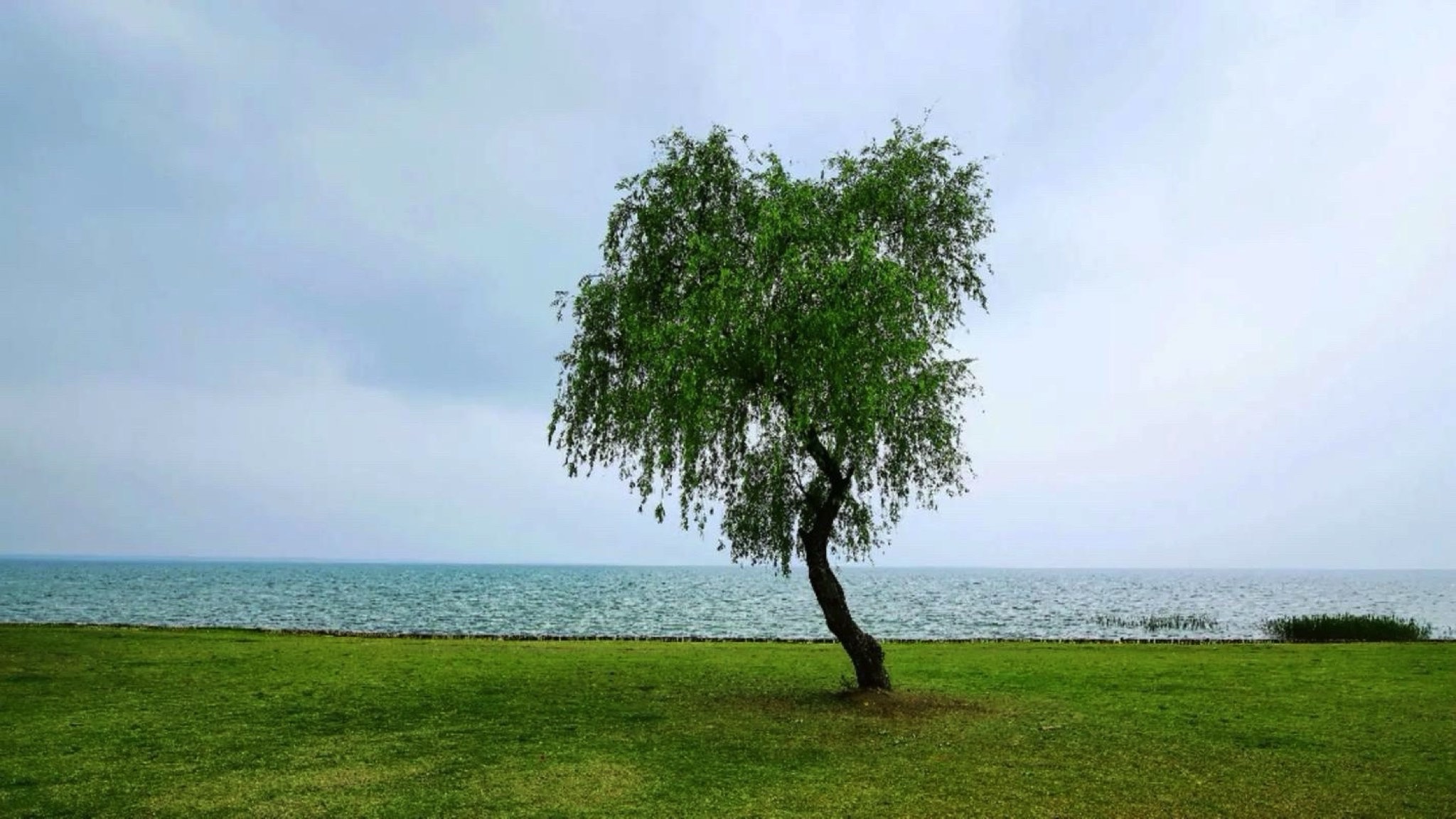 孤独的树旅行图片 1