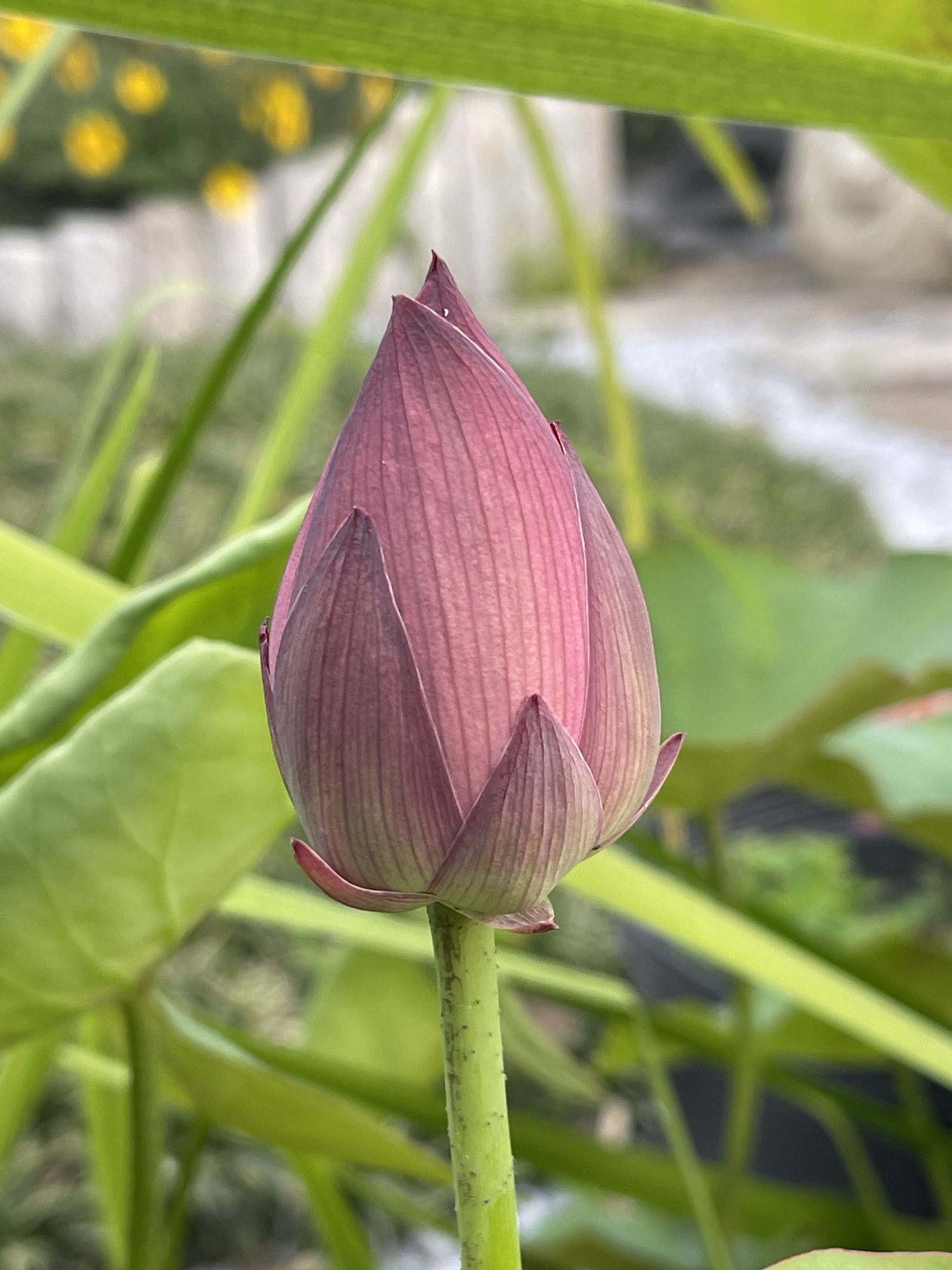 芥子园花谷旅行图片 2