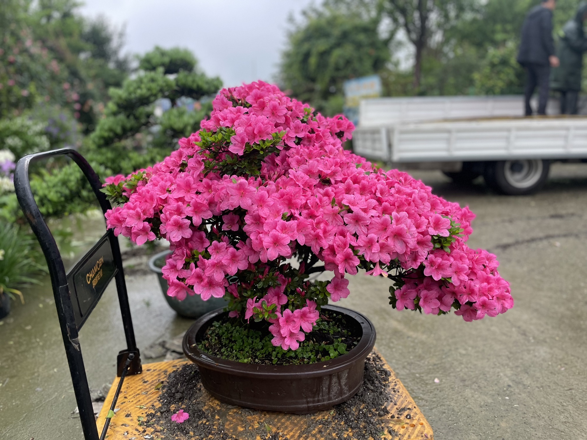 馥郁园林-蔷薇花园旅行图片 2