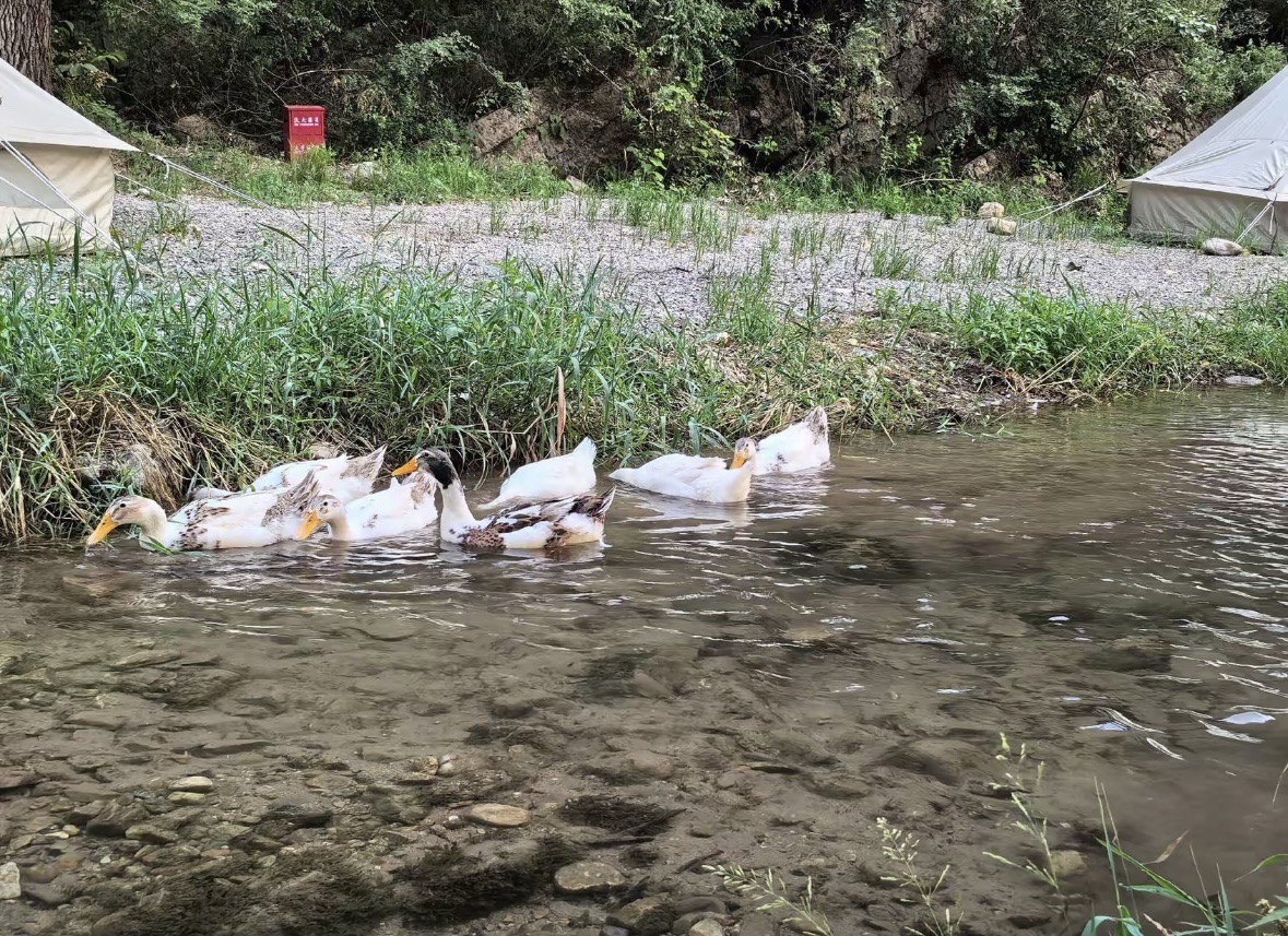 场地封面-寻野露营地(山在树在自由在)