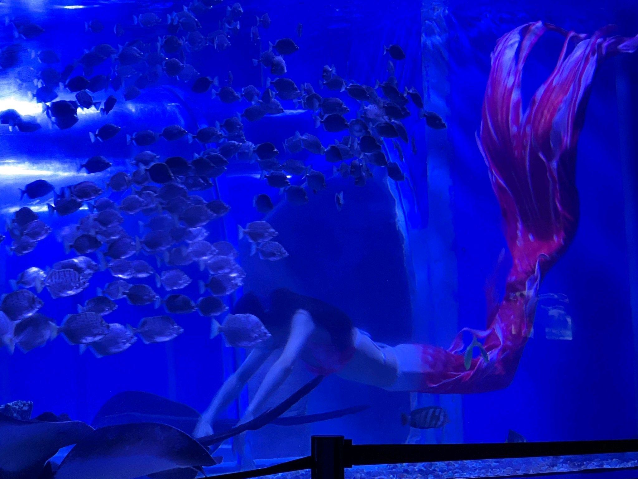 达州海洋馆旅行图片 3