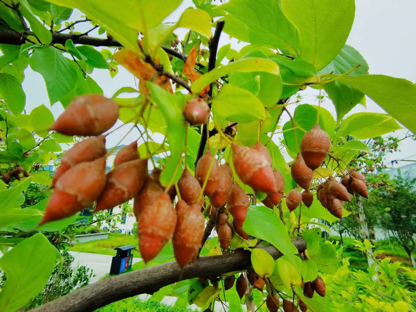 金沙江向溪珍稀植物园旅行图片 1