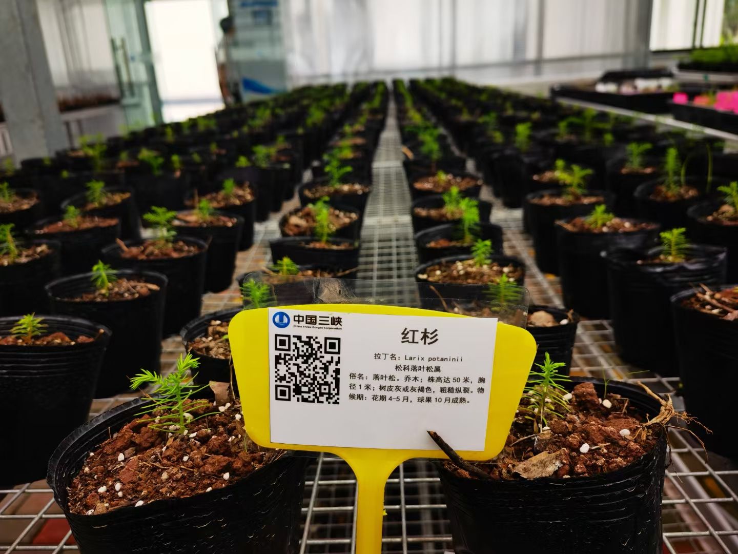 金沙江向溪珍稀植物园旅行图片 3