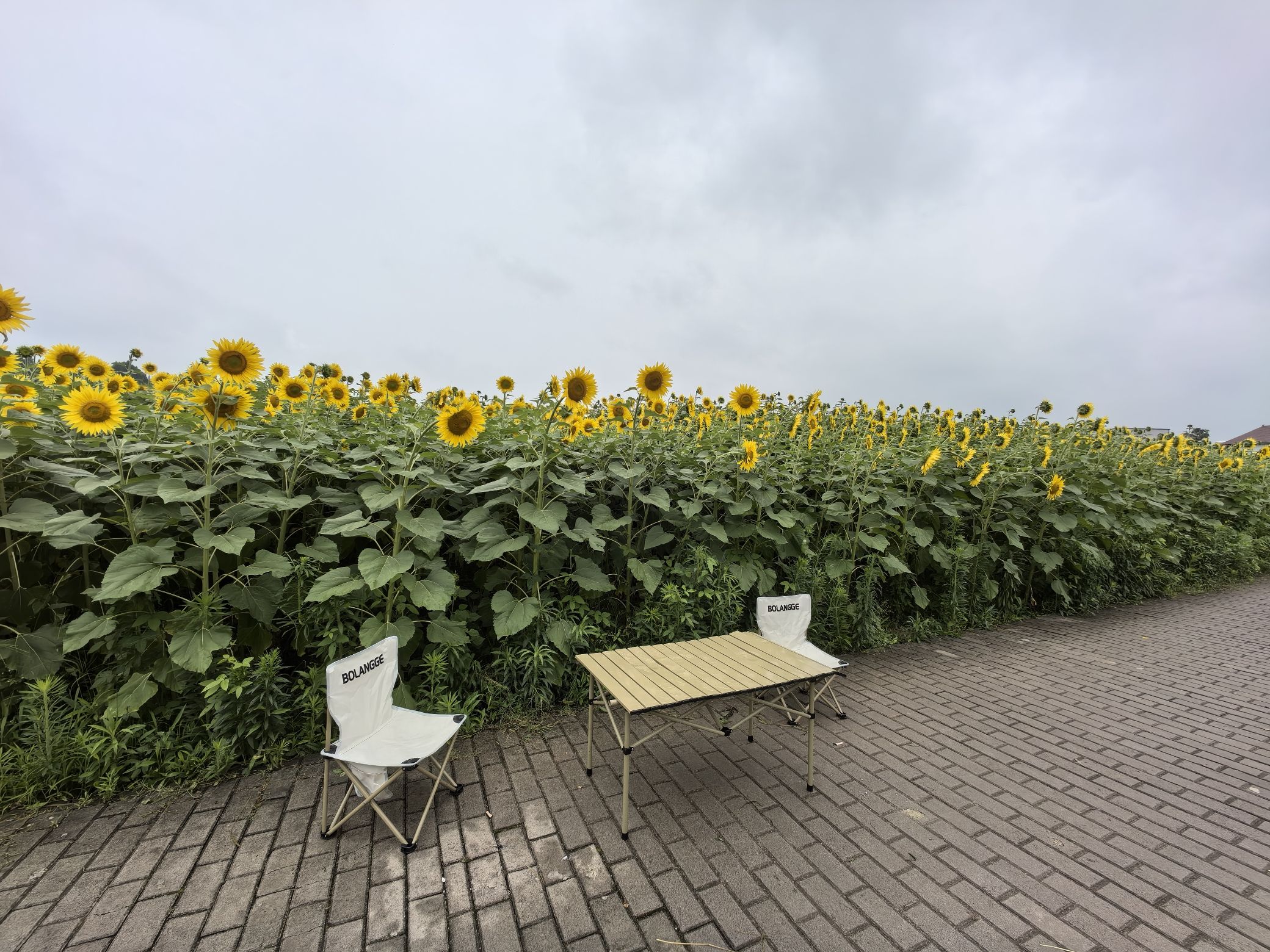 葵花小镇旅行图片 2