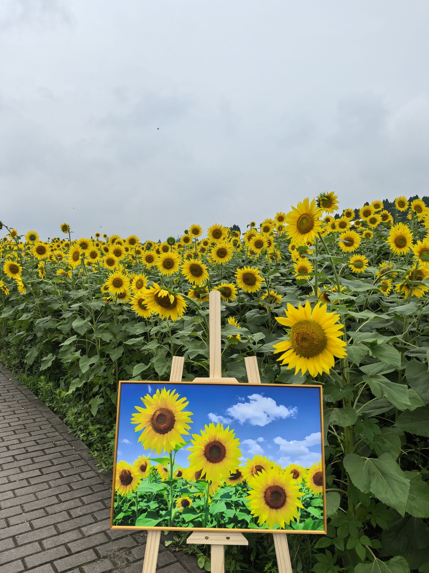 葵花小镇旅行图片 3