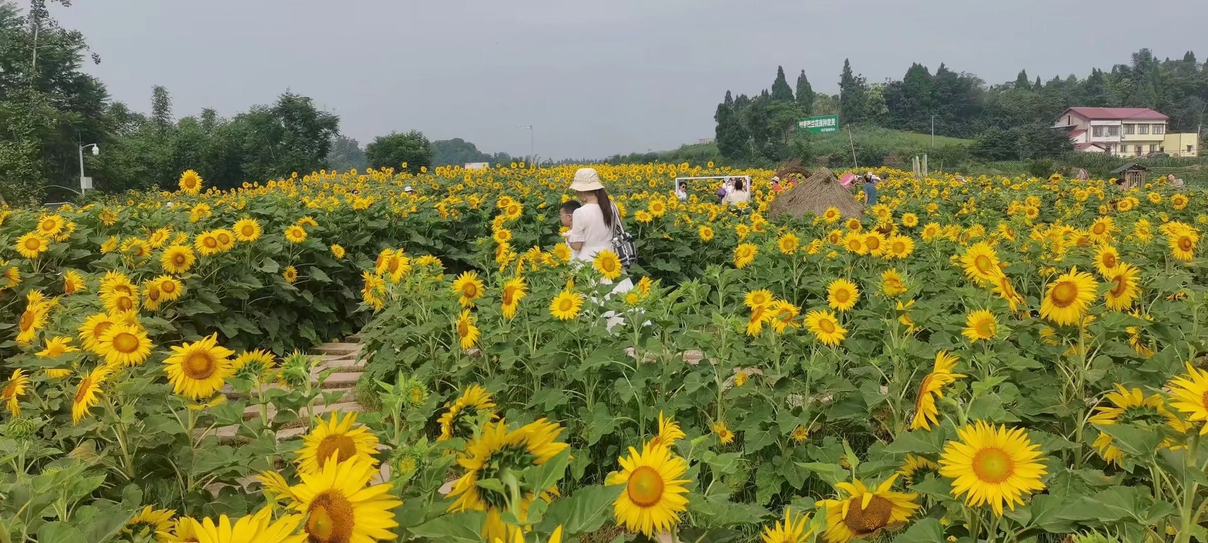 葵花小镇旅行图片 1