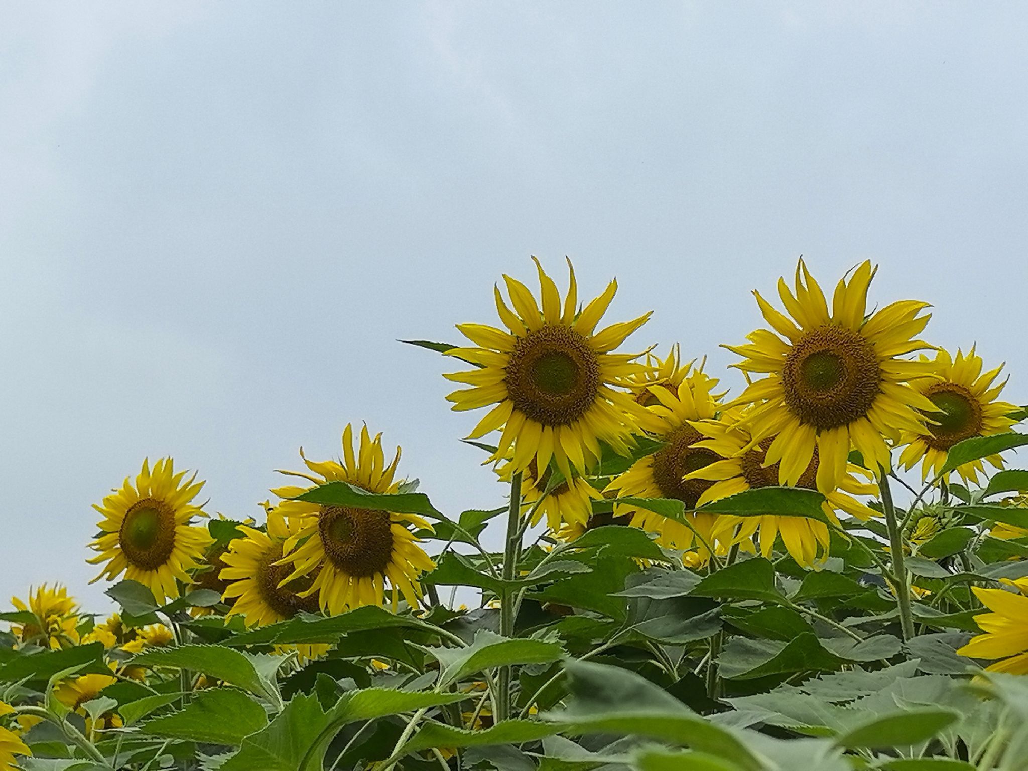 葵花小镇旅行图片 1