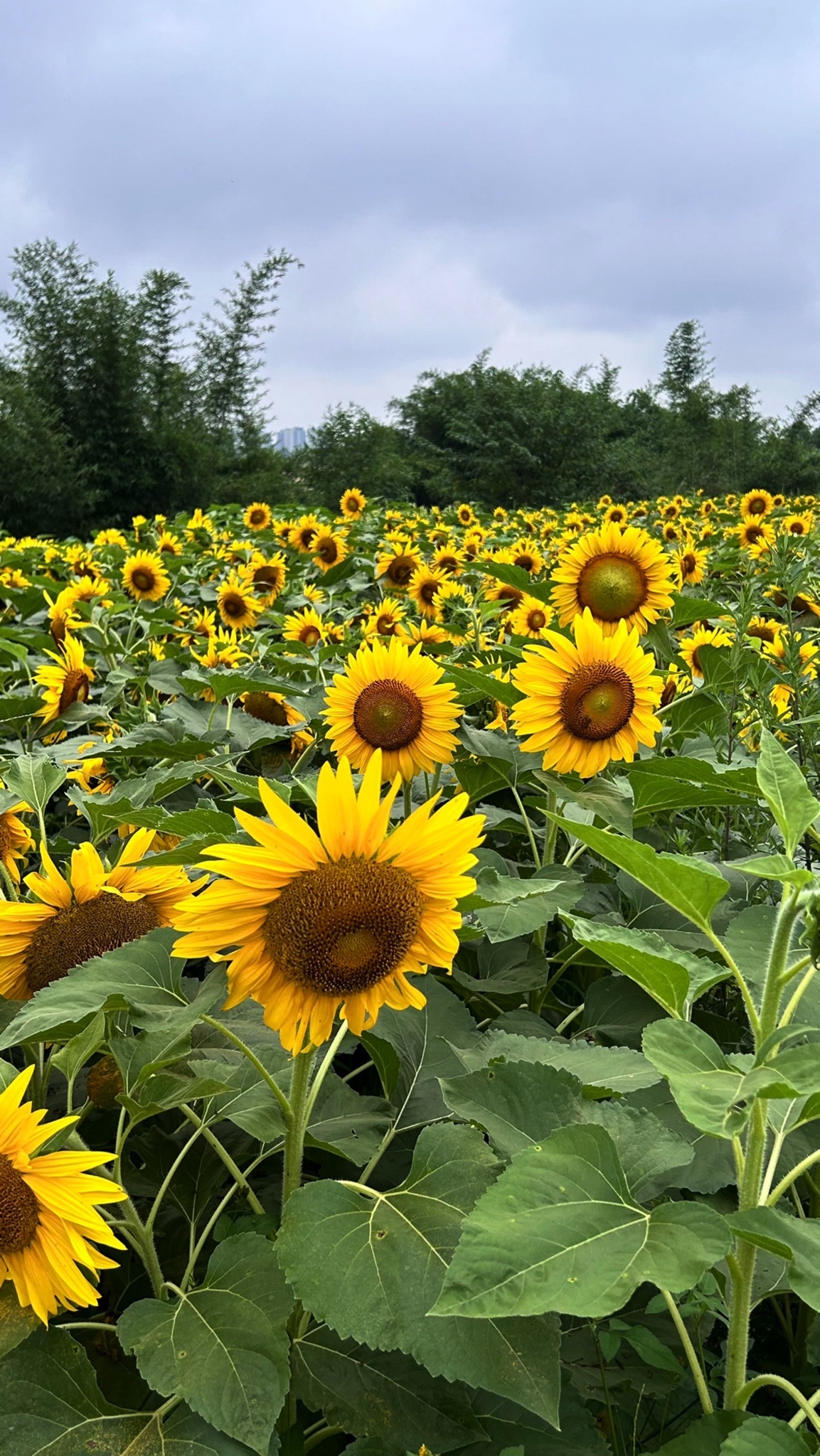 葵花小镇旅行图片 3