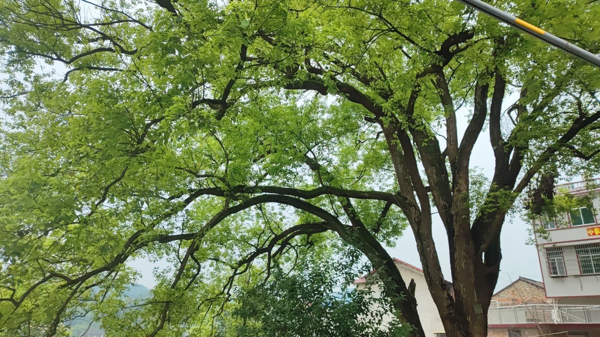 老樟树风景区旅行图片 3