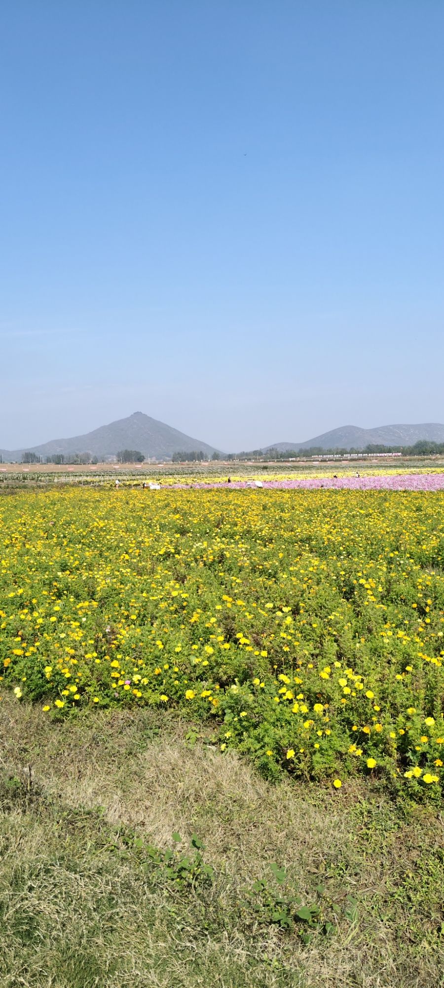 西山花海景区旅行图片 2