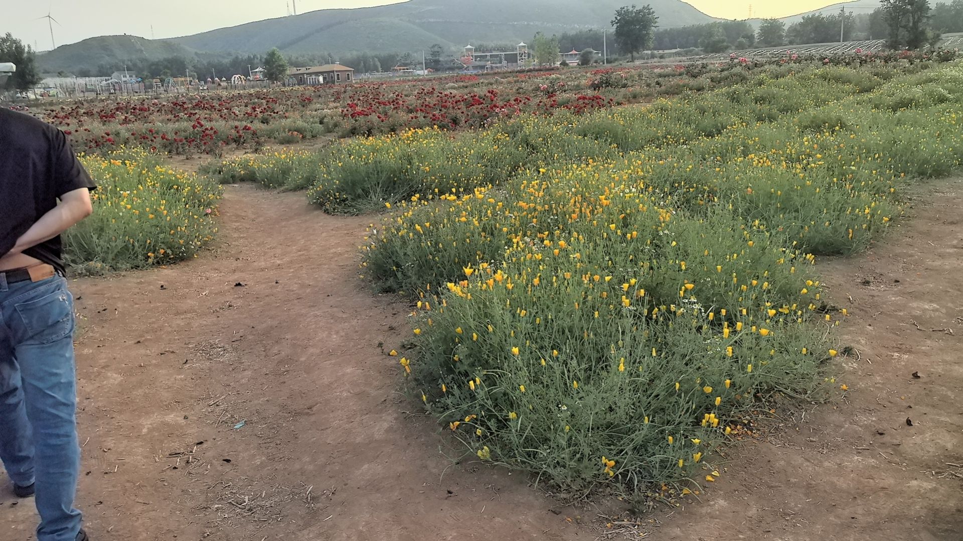 西山花海景区旅行图片 3