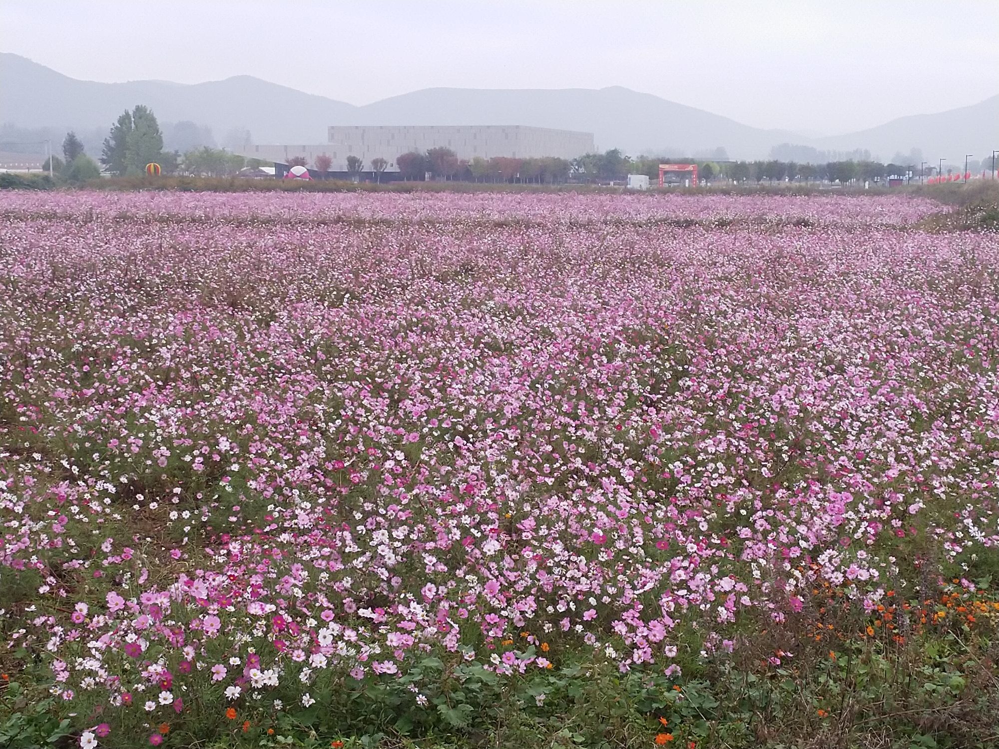 西山花海景区旅行图片 1
