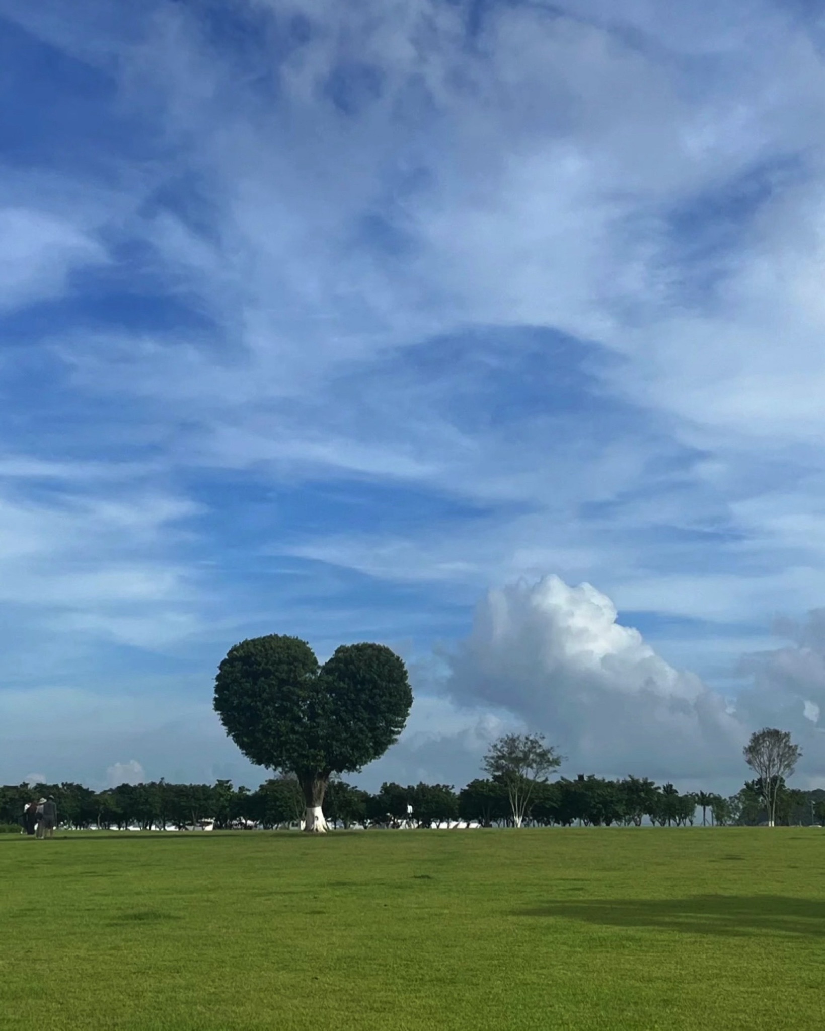 爱心树旅行图片 2