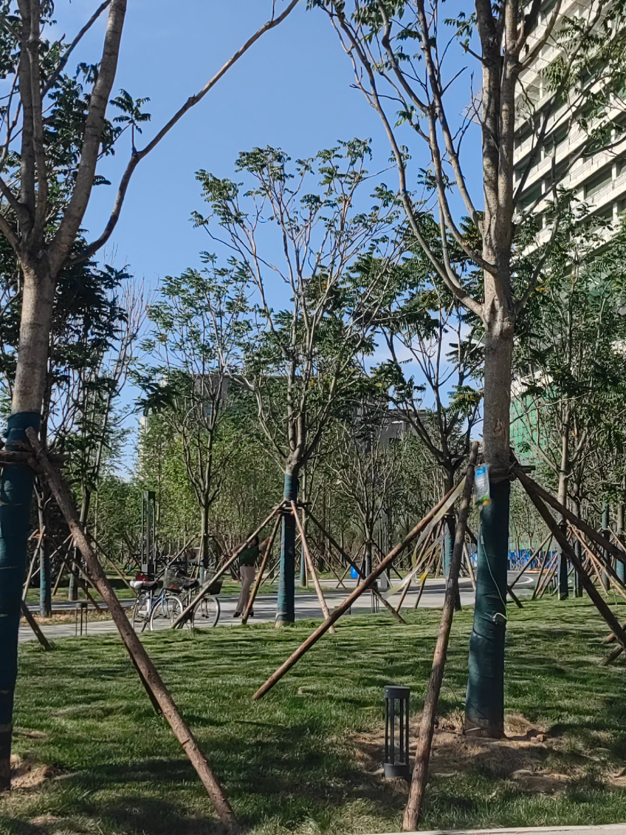 新石园旅行图片 1