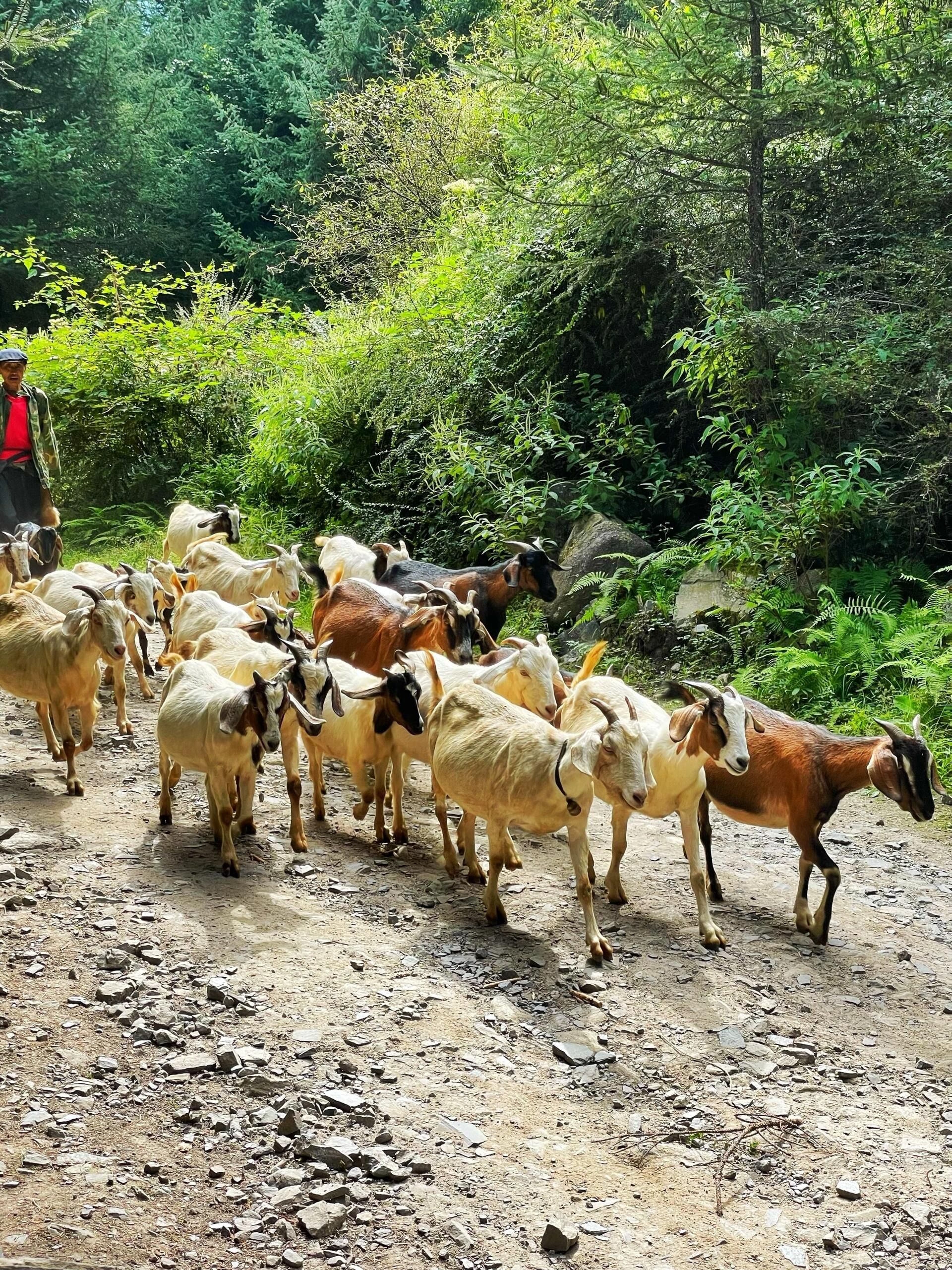 甲尔猛措旅行图片 3