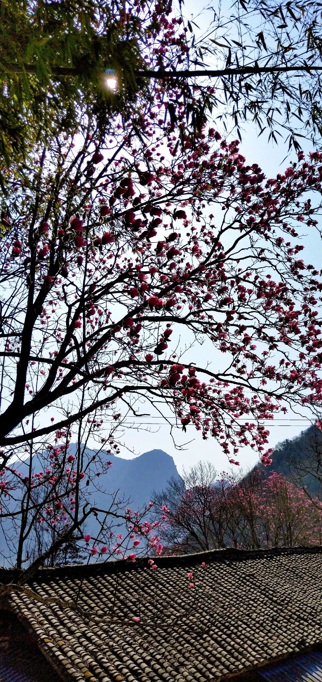 桃树湾辛夷花观赏点旅行图片 3